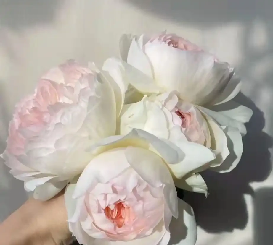 推開窗就聞香,十款濃香玫瑰讓院子飄滿花香