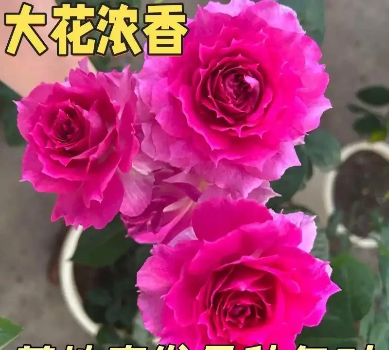 推開窗就聞香,十款濃香玫瑰讓院子飄滿花香