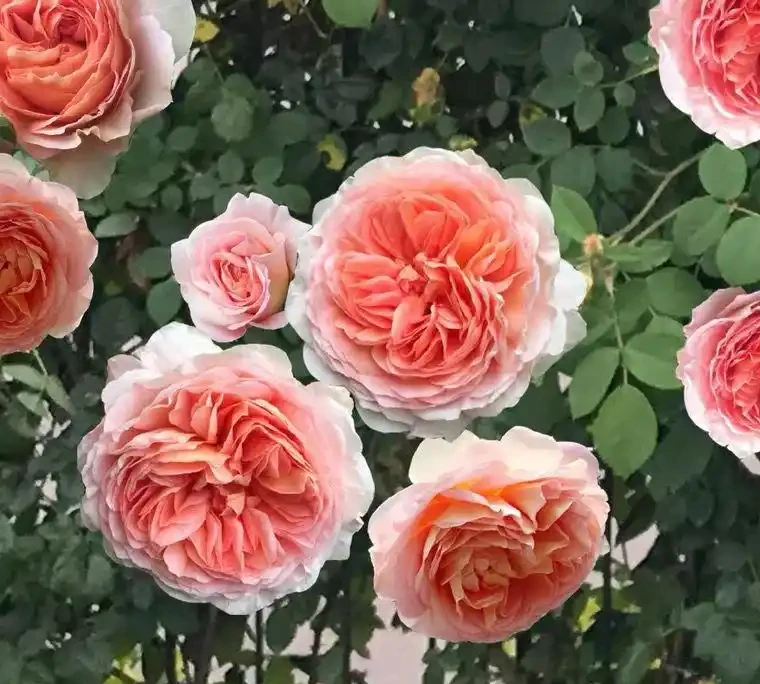 推開窗就聞香,十款濃香玫瑰讓院子飄滿花香