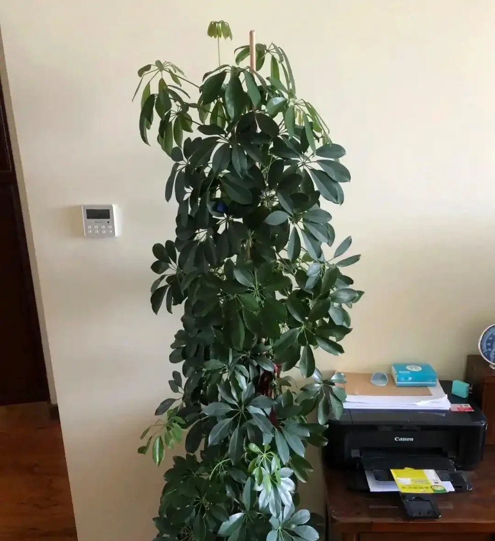 5種花,「再不喜歡」也要養一盆,鎮宅保平安,耐旱更吉祥!