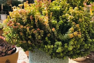 5種花，「再不喜歡」也要養一盆，鎮宅保平安，耐旱更吉祥！