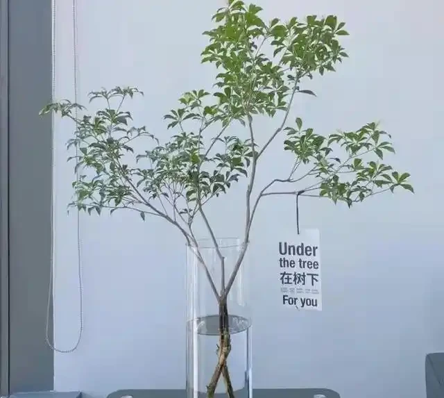 新房除醛別亂買,這10種綠植既能強力淨化空氣又高階感滿滿