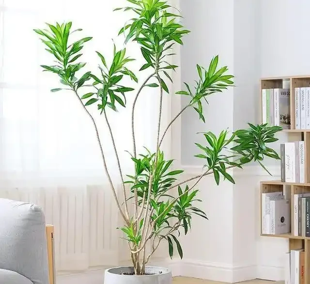 新房除醛別亂買,這10種綠植既能強力淨化空氣又高階感滿滿