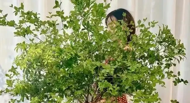 新房除醛別亂買,這10種綠植既能強力淨化空氣又高階感滿滿