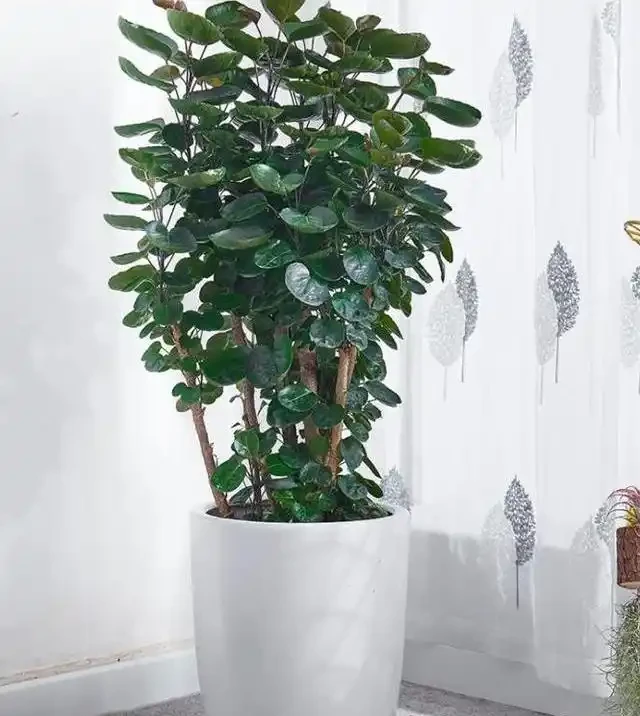 新房除醛別亂買,這10種綠植既能強力淨化空氣又高階感滿滿