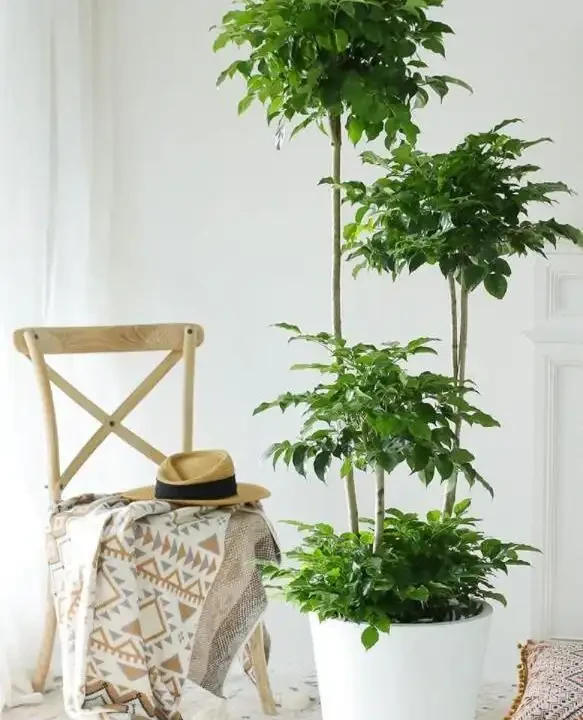 新房除醛別亂買,這10種綠植既能強力淨化空氣又高階感滿滿