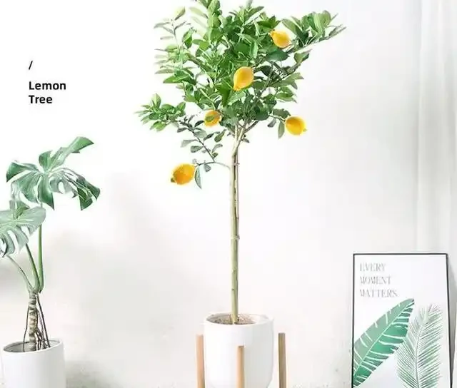 新房除醛別亂買,這10種綠植既能強力淨化空氣又高階感滿滿