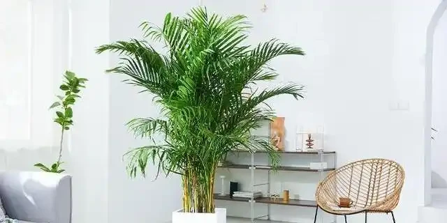 新房除醛別亂買,這10種綠植既能強力淨化空氣又高階感滿滿