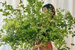 新房除醛別亂買，這10種綠植既能強力淨化空氣又高階感滿滿