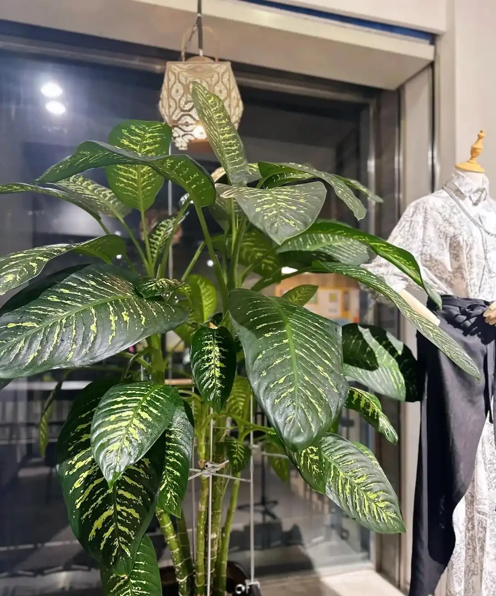 家裡見葉,十有九富!這7種九重葛,高階好養,養了都說值