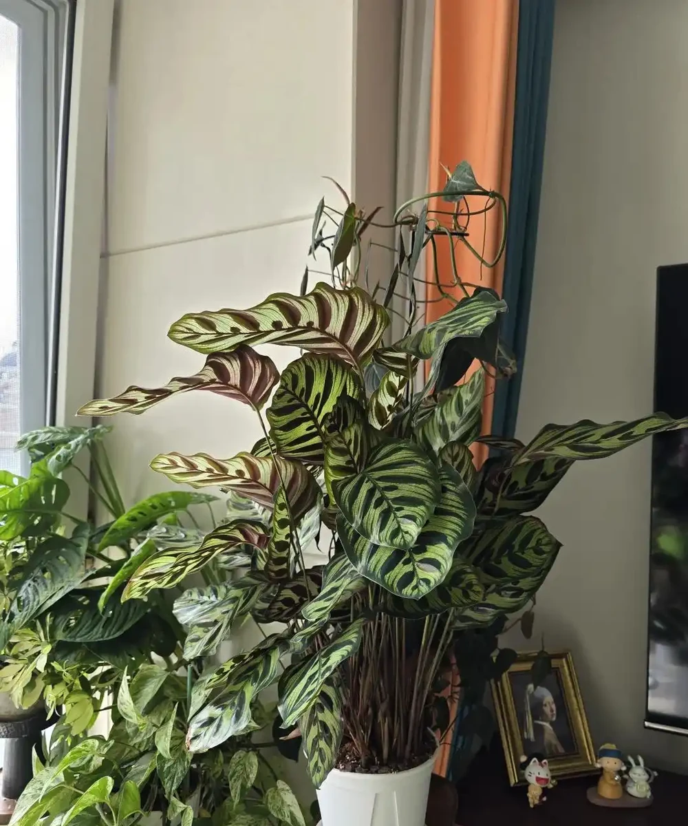 家裡見葉,十有九富!這7種九重葛,高階好養,養了都說值
