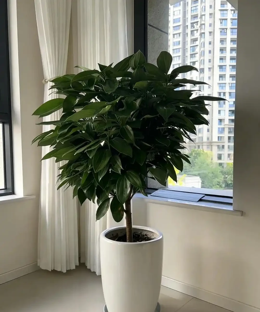 家裡見葉,十有九富!這7種九重葛,高階好養,養了都說值