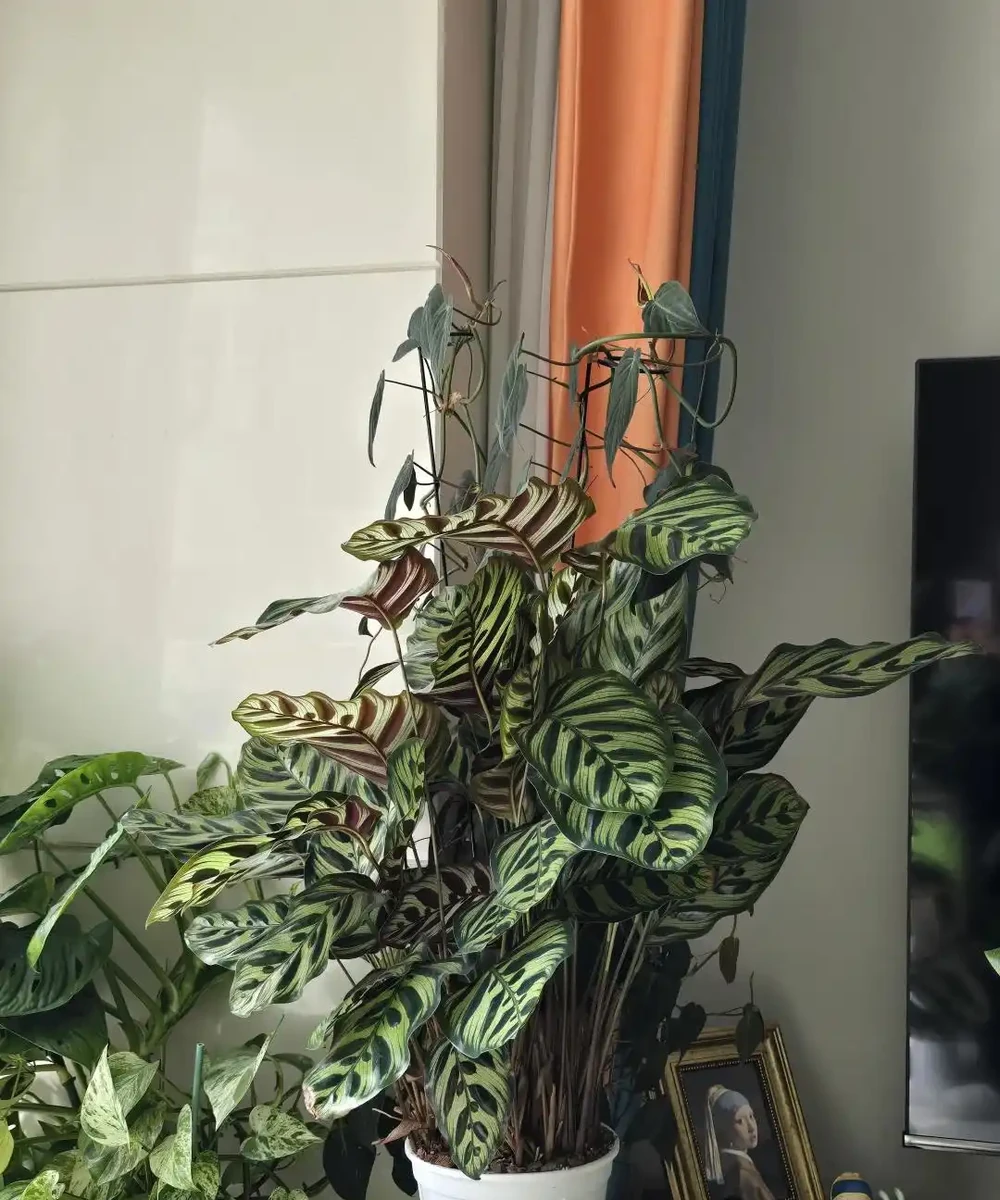 家裡見葉,十有九富!這7種九重葛,高階好養,養了都說值