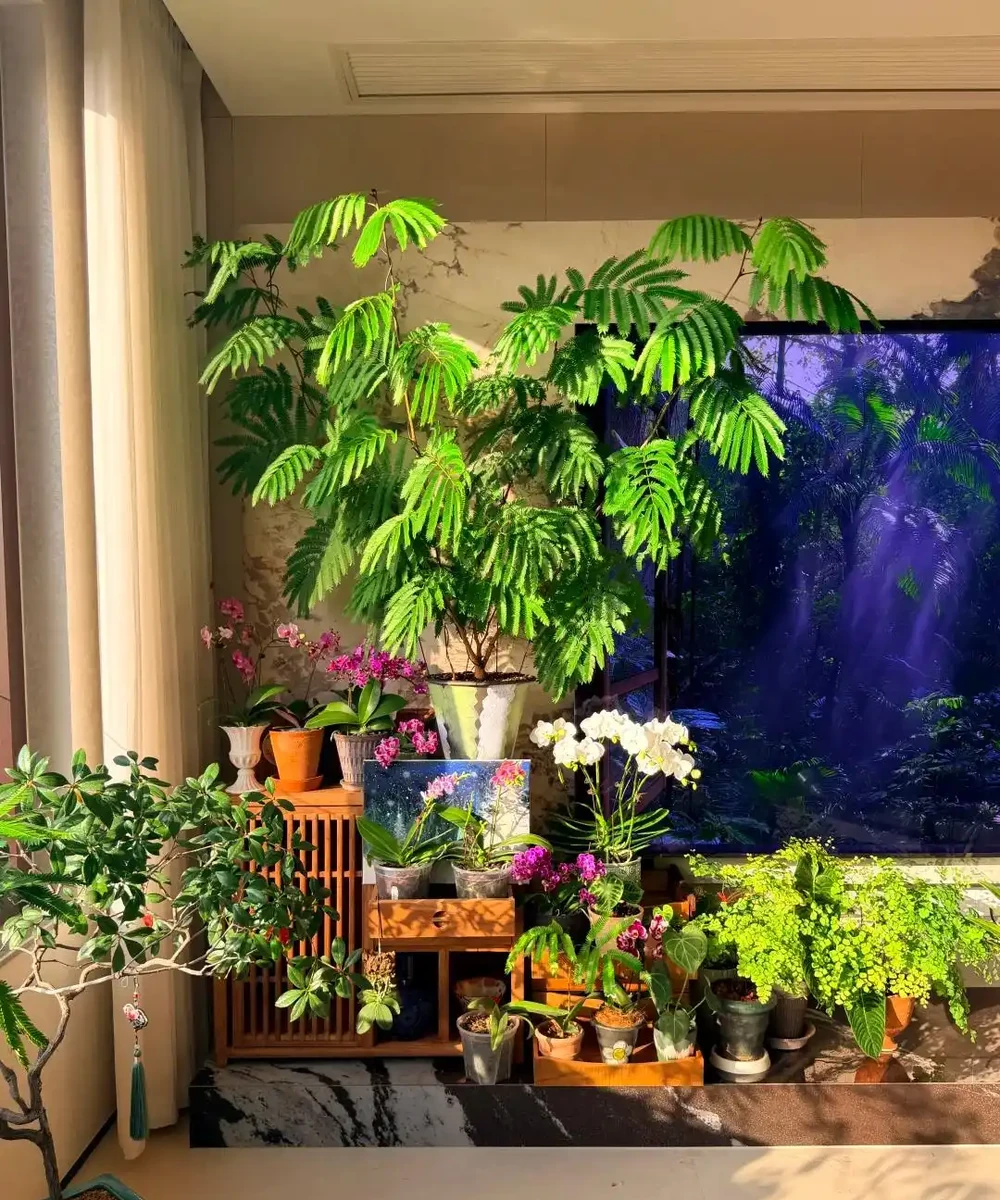 家裡見葉,十有九富!這7種九重葛,高階好養,養了都說值