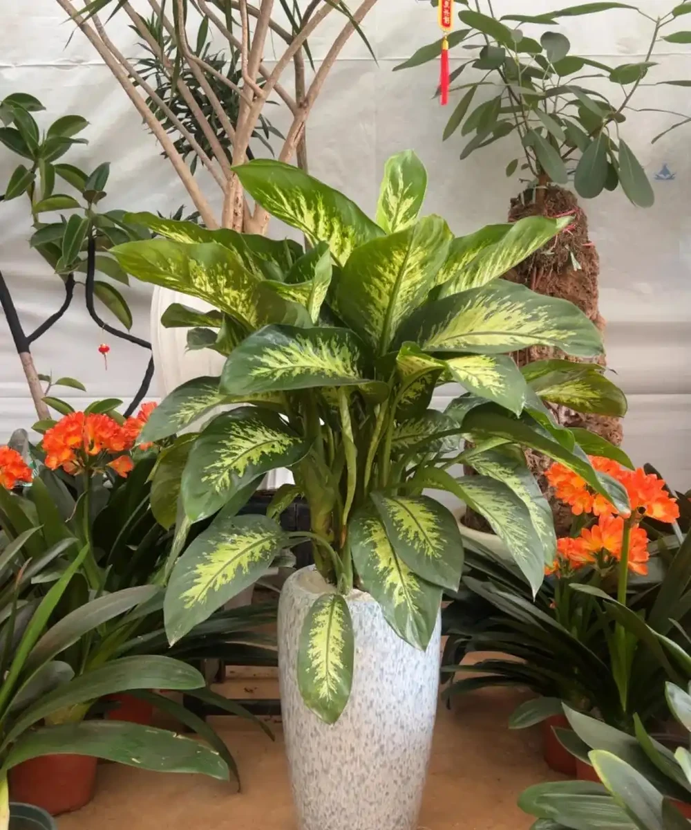 家裡見葉,十有九富!這7種九重葛,高階好養,養了都說值