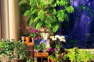 家裡見葉，十有九富！這7種九重葛，高階好養，養了都說值
