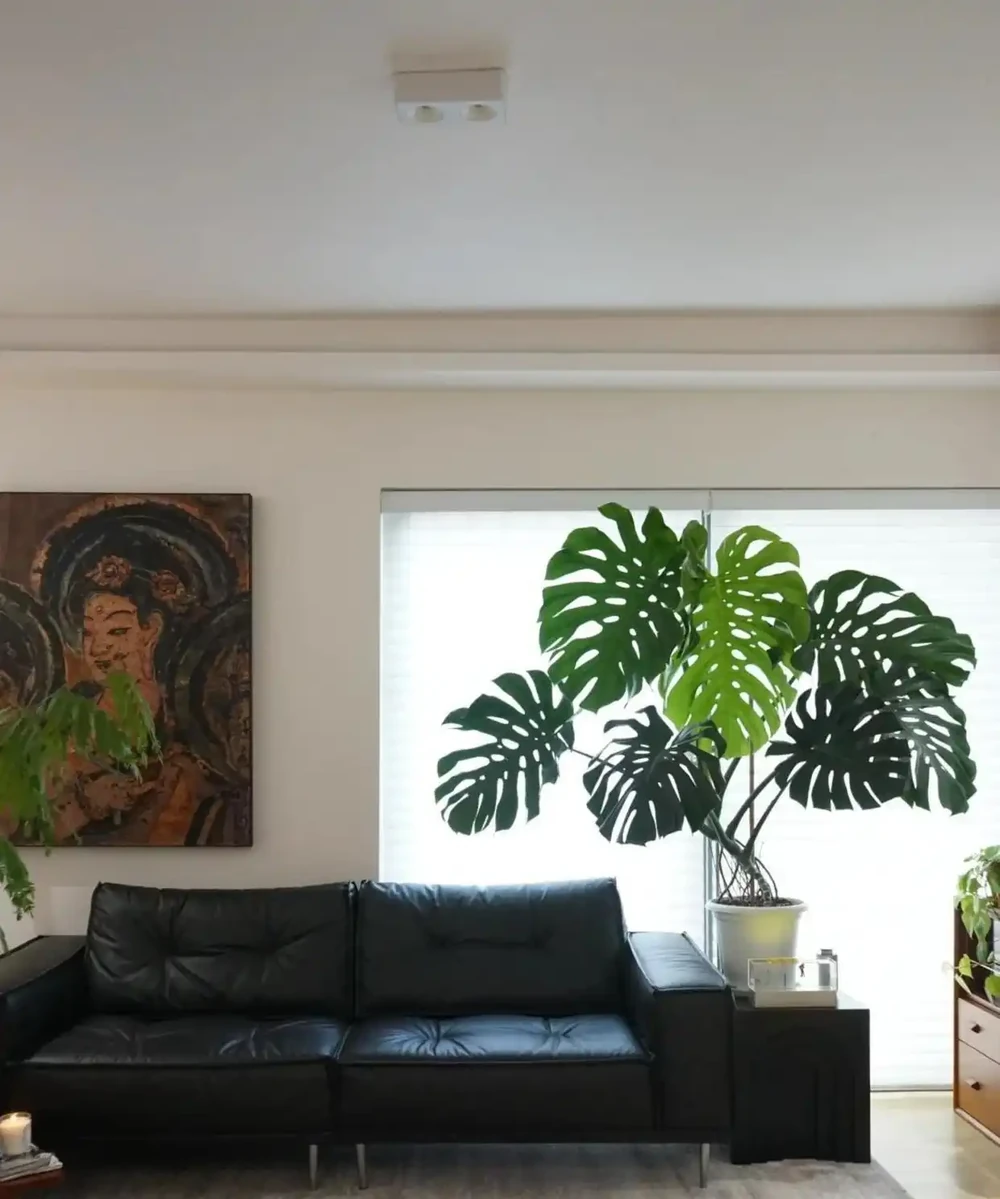 廣州小夥養龜背芋三年竄3米3，直呼太愁人，網友：綠植界「竄天猴」