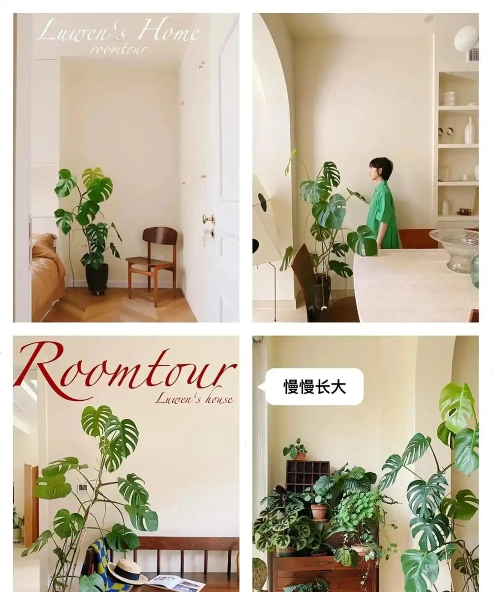 廣州小夥養龜背芋三年竄3米3，直呼太愁人，網友：綠植界「竄天猴」