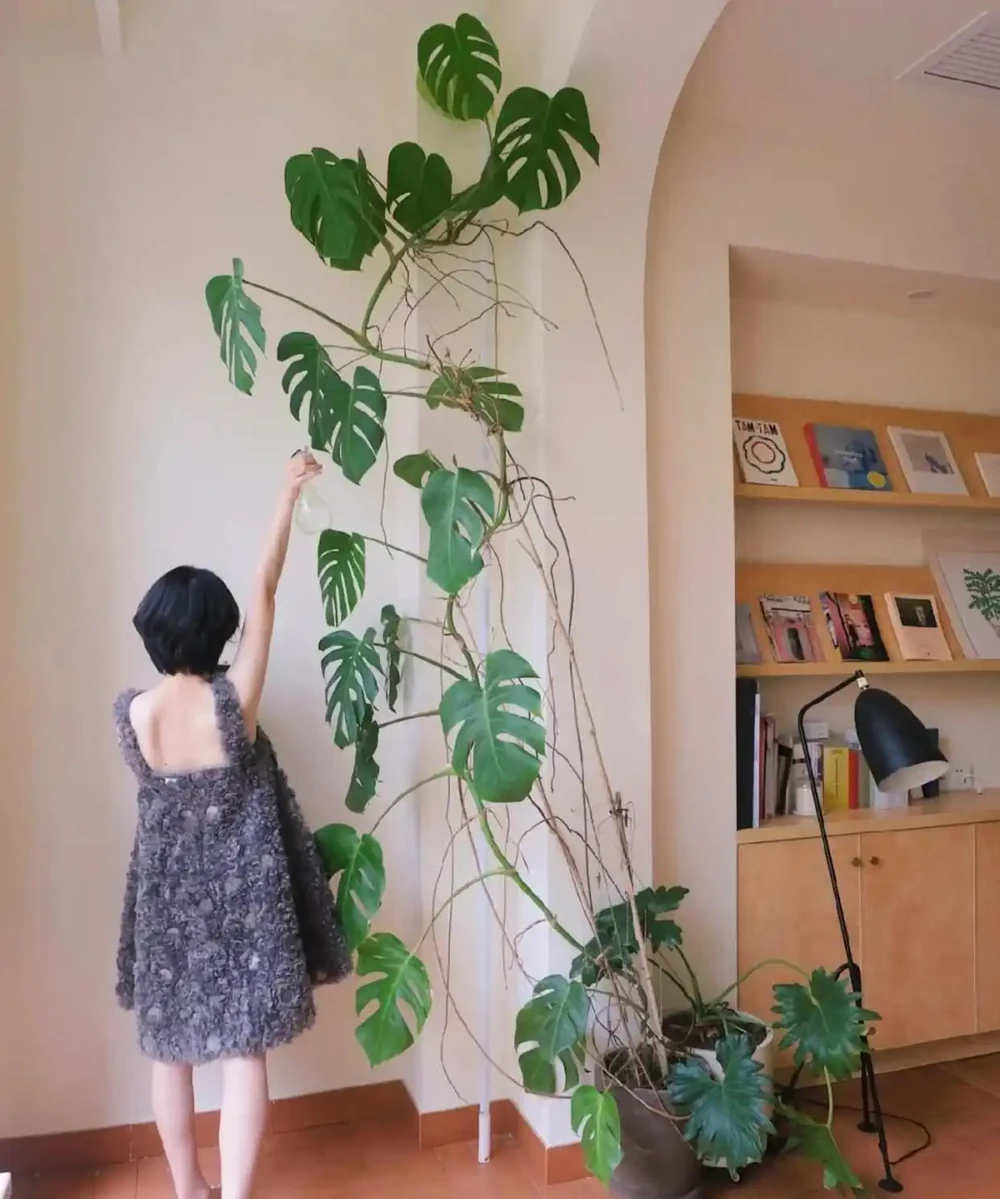 廣州小夥養龜背芋三年竄3米3，直呼太愁人，網友：綠植界「竄天猴」