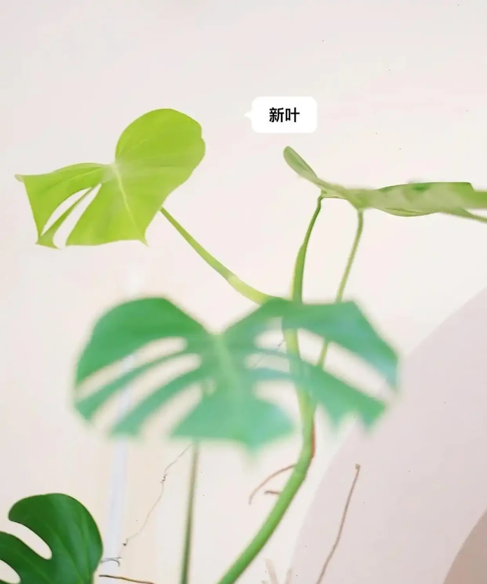 廣州小夥養龜背芋三年竄3米3，直呼太愁人，網友：綠植界「竄天猴」