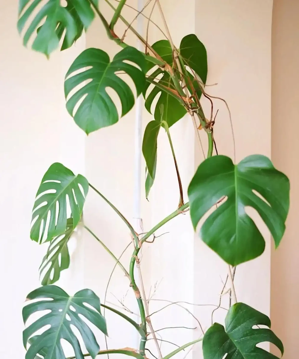 廣州小夥養龜背芋三年竄3米3，直呼太愁人，網友：綠植界「竄天猴」
