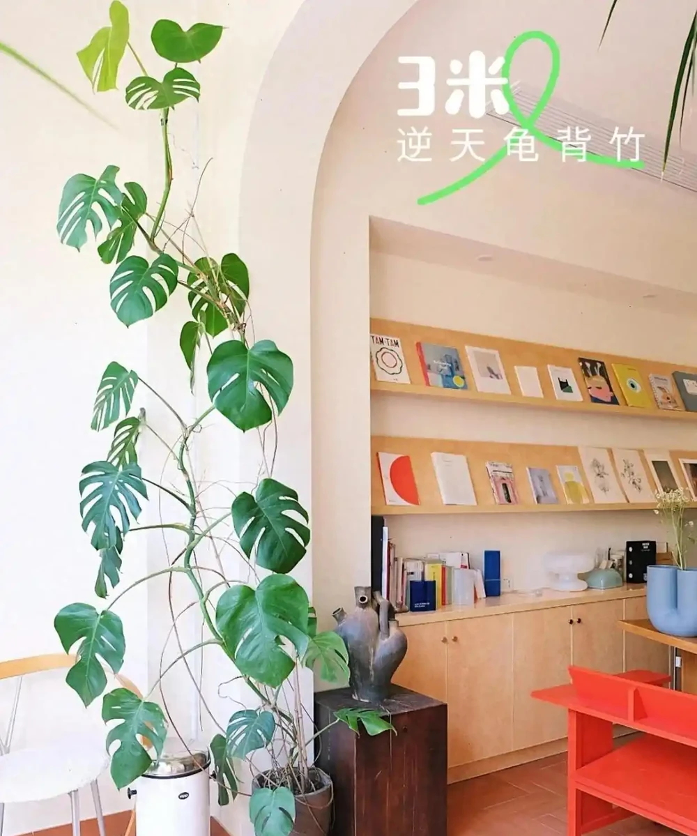 廣州小夥養龜背芋三年竄3米3，直呼太愁人，網友：綠植界「竄天猴」