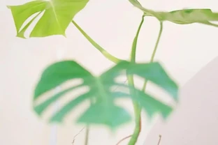 廣州小夥養龜背芋三年竄3米3，直呼太愁人，網友：綠植界「竄天猴」