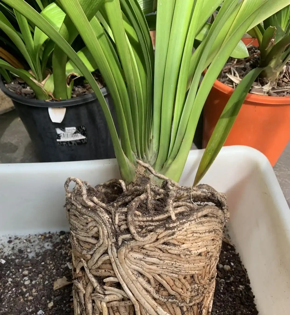 9月往君子蘭盆裡撒1勺它,葉片硬如鐵,根粗像蘿蔔,開花50朵
