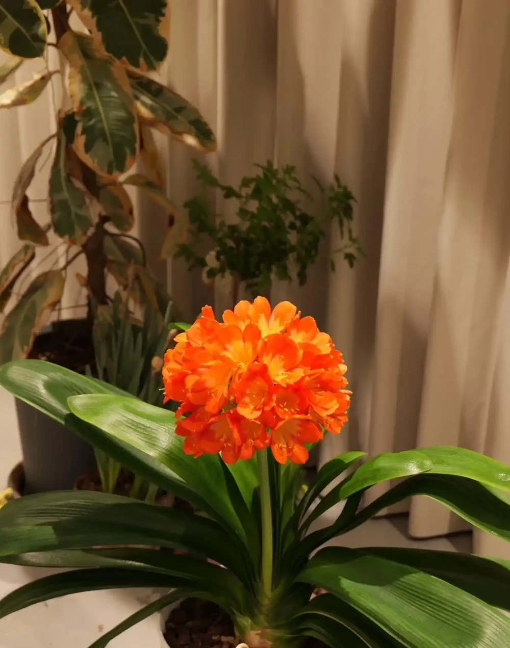 9月往君子蘭盆裡撒1勺它,葉片硬如鐵,根粗像蘿蔔,開花50朵