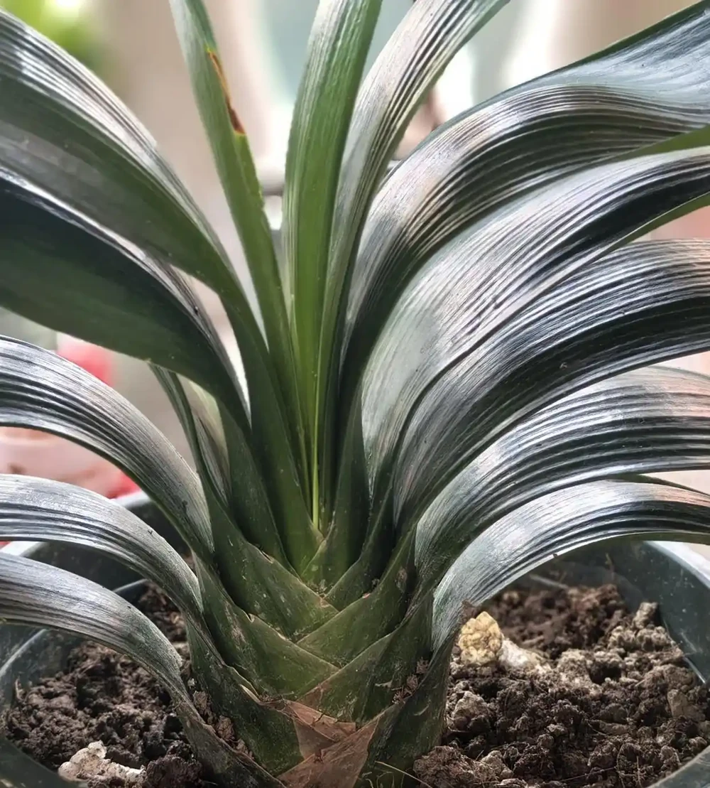 9月往君子蘭盆裡撒1勺它,葉片硬如鐵,根粗像蘿蔔,開花50朵