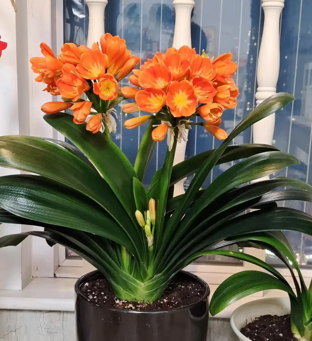 9月往君子蘭盆裡撒1勺它,葉片硬如鐵,根粗像蘿蔔,開花50朵