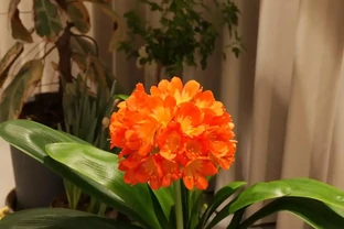 9月往君子蘭盆裡撒1勺它，葉片硬如鐵，根粗像蘿蔔，開花50朵