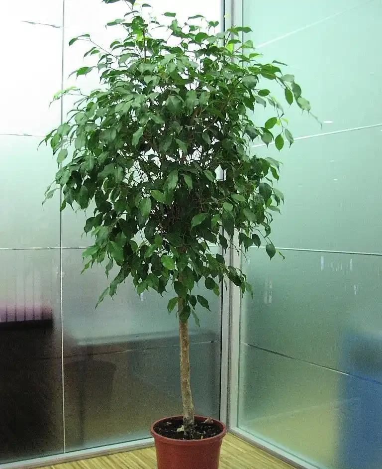 9 月養幸福樹,抓好 3 點,再也不嘩嘩掉葉子