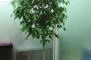 9 月養幸福樹，抓好 3 點，再也不嘩嘩掉葉子