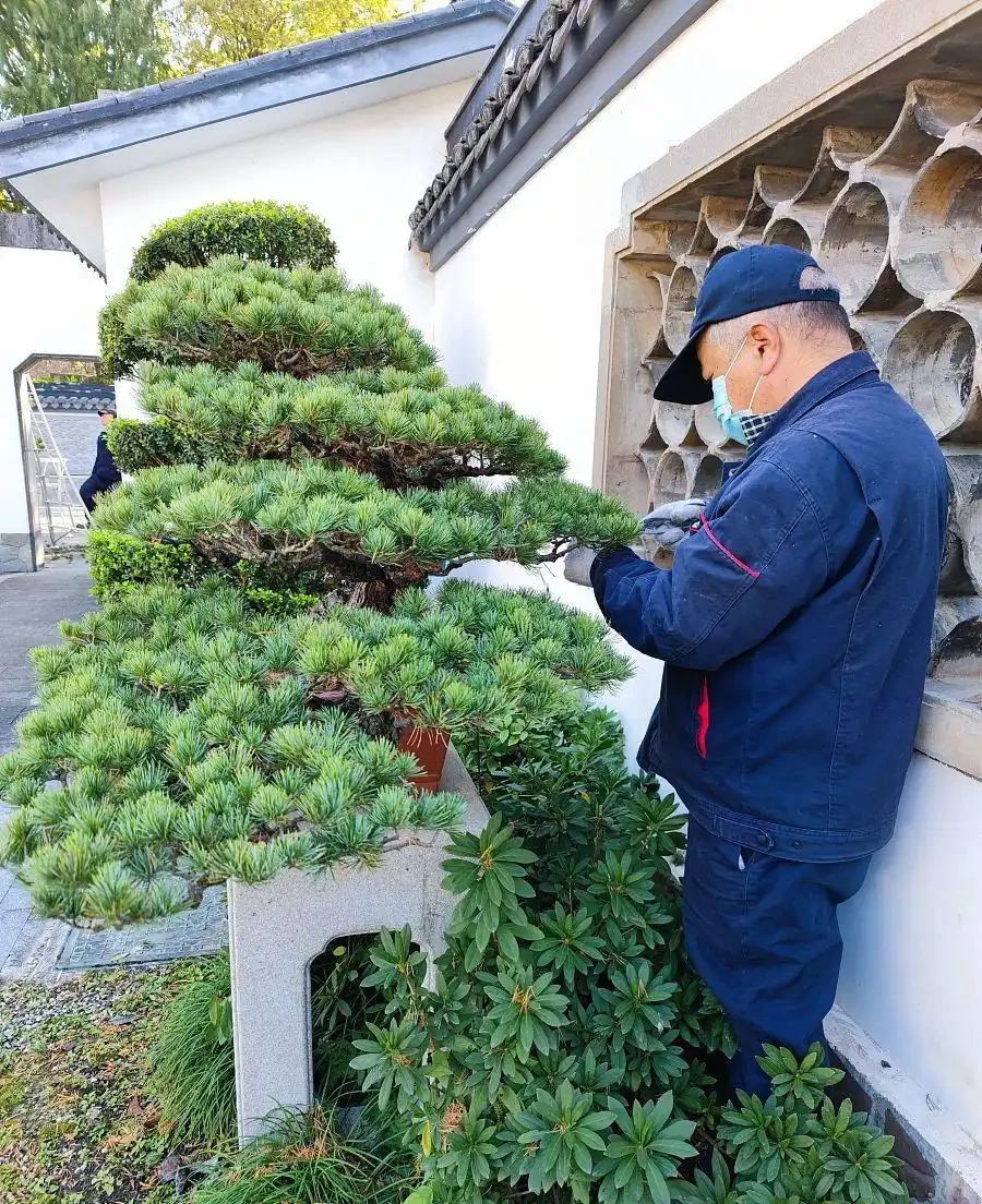 黃楊葉子乾枯別急著扔，一招判斷死活，多數能救活