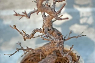 枯死盆景別急著扔，一招判斷死活，兩週冒新芽
