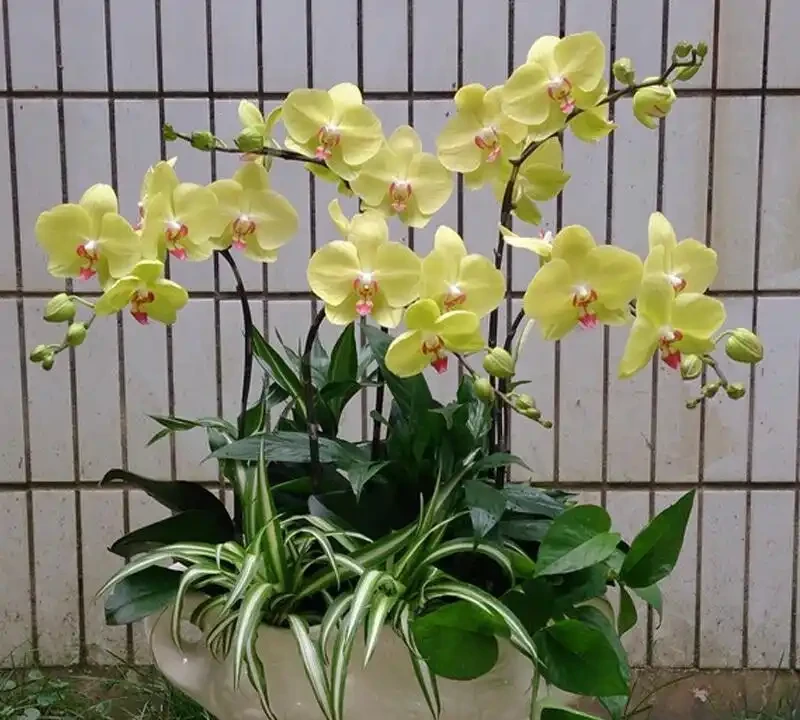 辦公室養蝴蝶蘭選它，四季開花不招蟲，十塊出頭