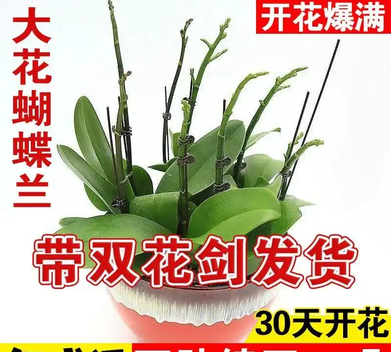 辦公室養蝴蝶蘭選它，四季開花不招蟲，十塊出頭