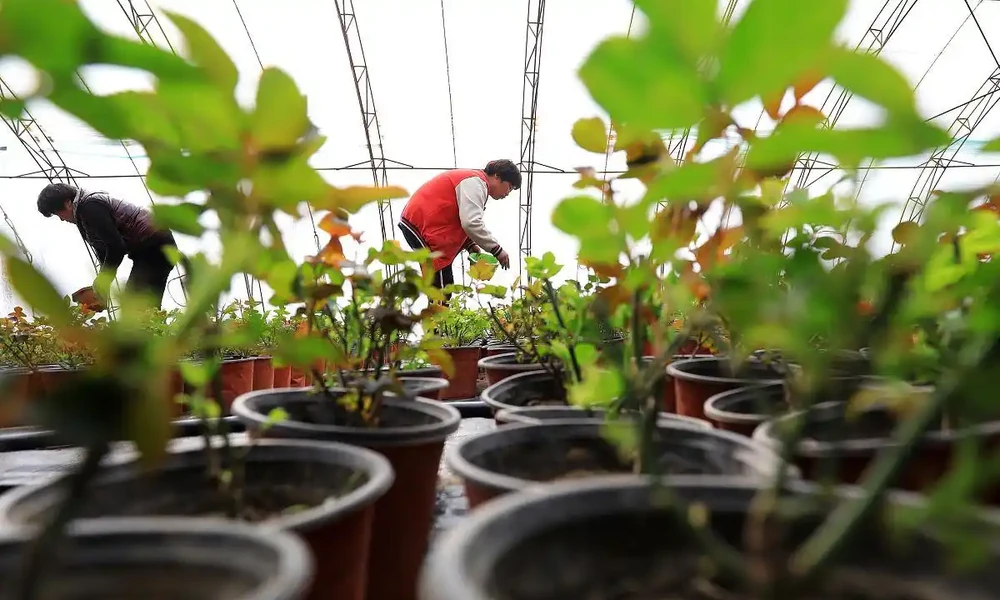 玫瑰樹移植注意事項:為什麼你移一棵死一棵?