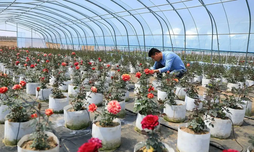 玫瑰樹移植注意事項：為什麼你移一棵死一棵？