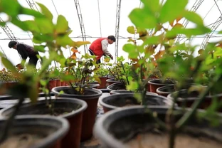 玫瑰樹移植注意事項：為什麼你移一棵死一棵？