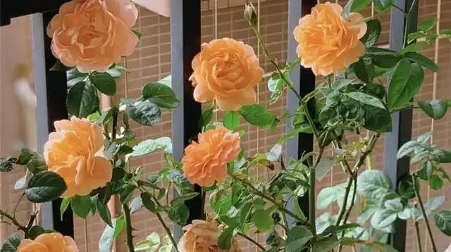 臥室千萬別亂放花!內行人揭秘綠植擺放潛規則,堅持「4養4不養」能旺家,可惜大多數人都做錯了!