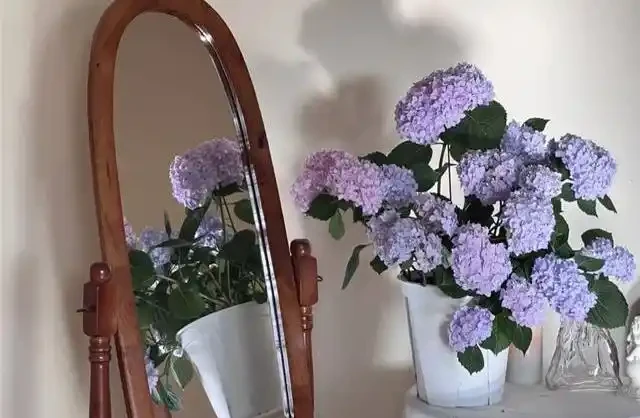 臥室千萬別亂放花!內行人揭秘綠植擺放潛規則,堅持「4養4不養」能旺家,可惜大多數人都做錯了!