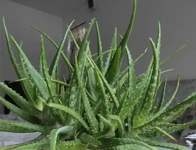 臥室千萬別亂放花!內行人揭秘綠植擺放潛規則,堅持「4養4不養」能旺家,可惜大多數人都做錯了!