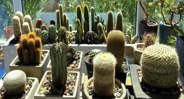 臥室千萬別亂放花!內行人揭秘綠植擺放潛規則,堅持「4養4不養」能旺家,可惜大多數人都做錯了!