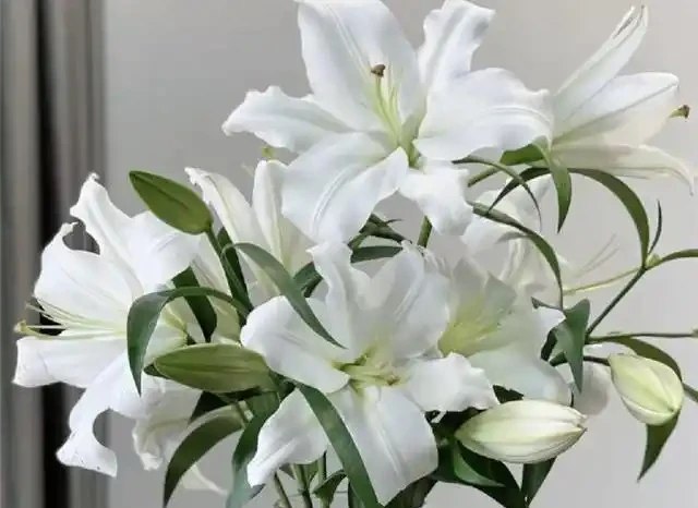 臥室千萬別亂放花!內行人揭秘綠植擺放潛規則,堅持「4養4不養」能旺家,可惜大多數人都做錯了!