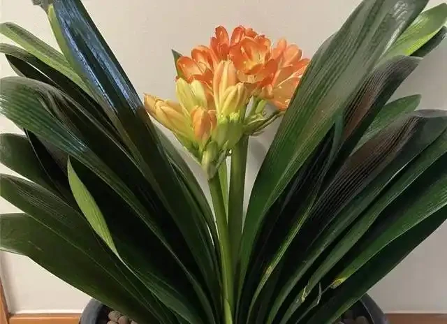 臥室千萬別亂放花!內行人揭秘綠植擺放潛規則,堅持「4養4不養」能旺家,可惜大多數人都做錯了!