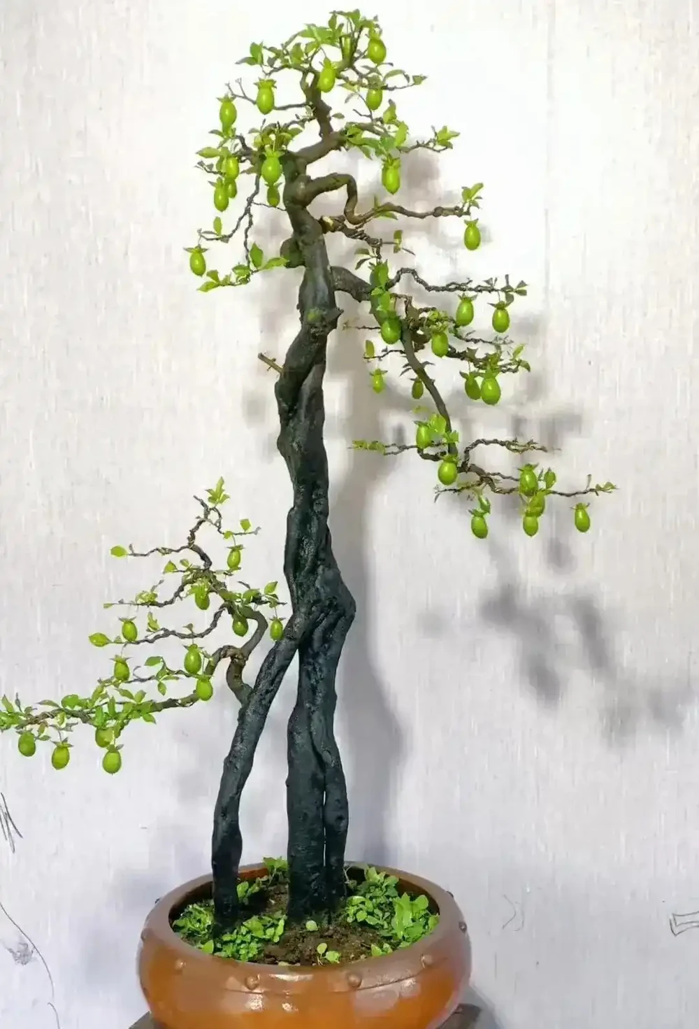 秋季金彈子保姆級養護指南,新手也能養出滿樹紅果