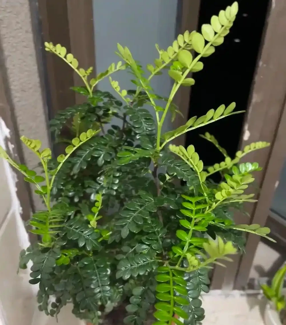 養花20年,5種花一直在被搶著養,好看,吉利,更健康!