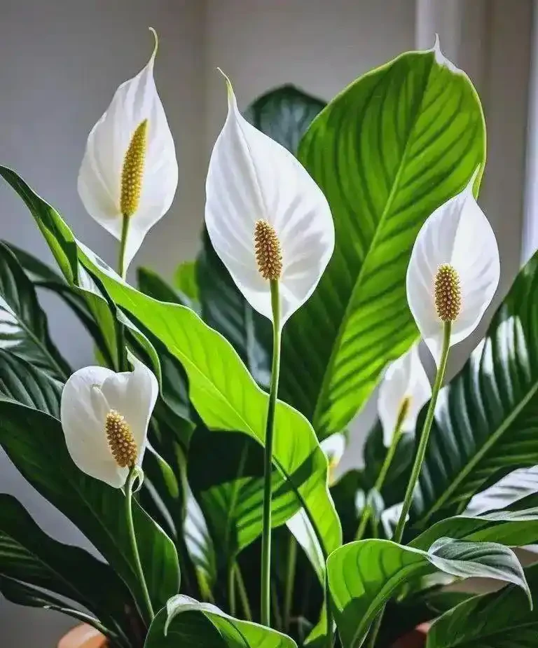 同樣養白鶴芋，為啥別人葉片油綠，你家總幹葉子？8種真實誘因，對照自家植株一看就懂